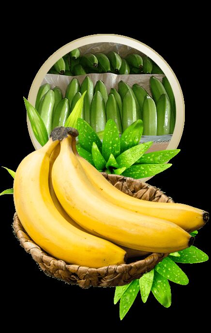 Organic Banana