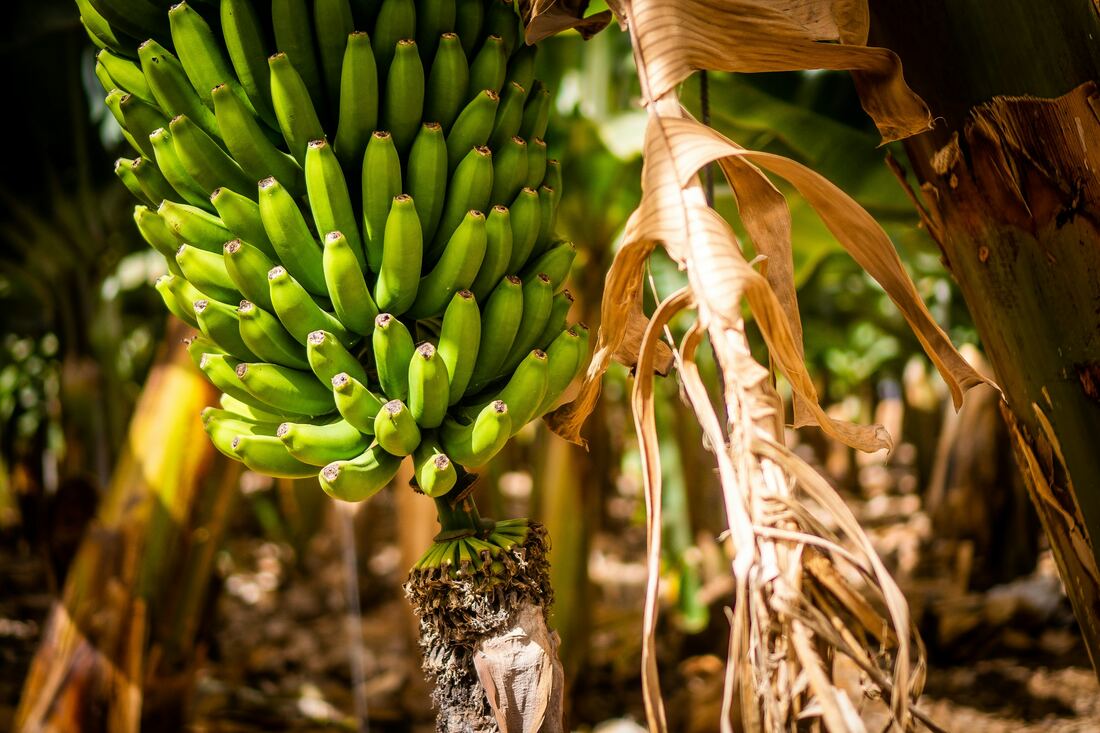 Ecuador origin
