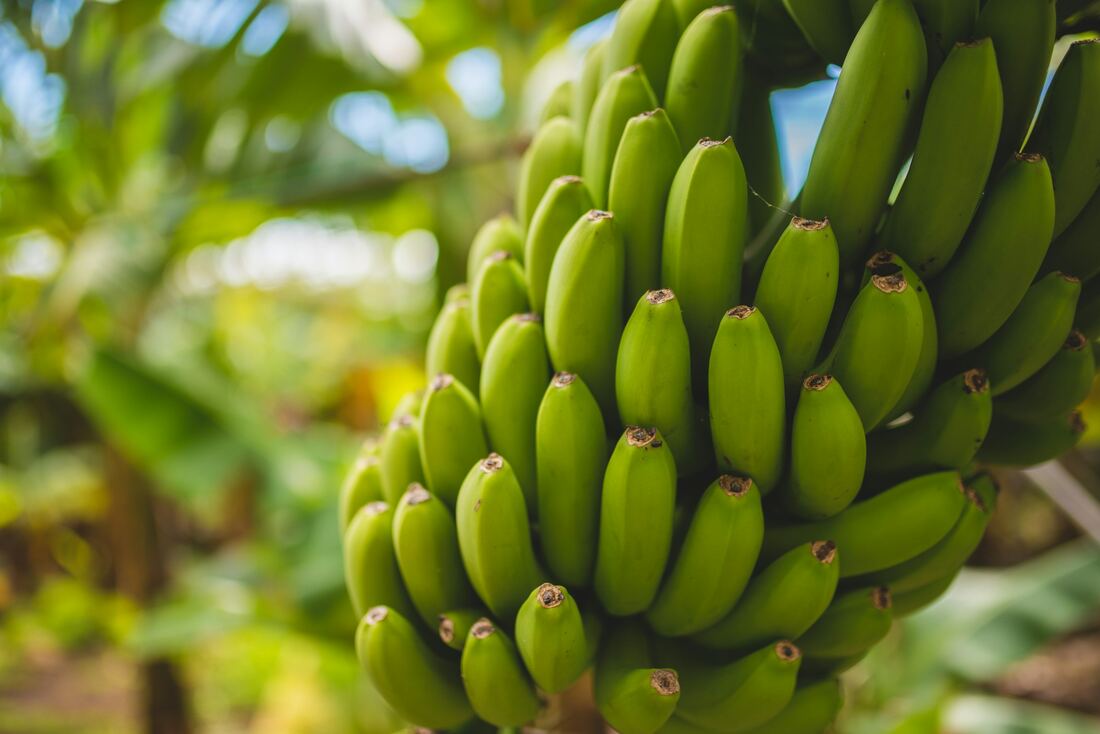 Green Plantain